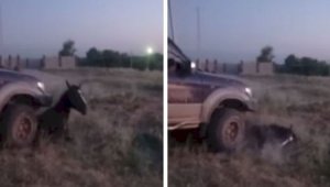 Водитель внедорожника умышленно давил лошадь в Алматинской области