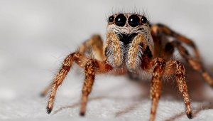 Как перестать бояться пауков, рассказал арахнокипер из Алматы