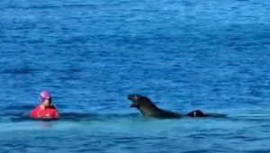 Видео нападения тюленя на пловчиху обсуждают пользователи Сети