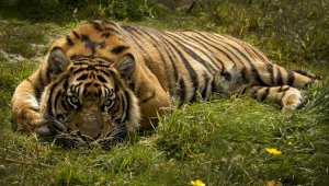 Тигры могут вернуться в Казахстан уже в 2025 году