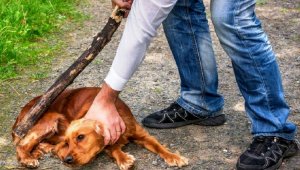 Разъяснительные работы по закону «Об ответственном обращении с животными» провели в РК