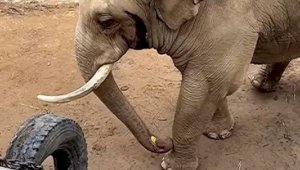 Видео со слоном, вернувшем ребенку упавший в вольер ботинок, умилило зрителей