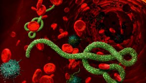 Вирусом Эбола заражают через вакцины против COVID-19: новая страшилка казнета