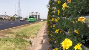 В Алматы применили вертикальное озеленение при декорировании улиц