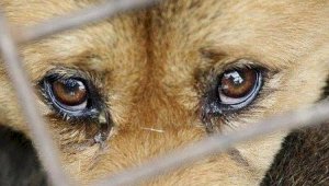 Подпольную бойню собак обнаружили близ Алматы