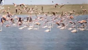 В Коргалжынском заповеднике сняли на видео тысячи фламинго