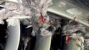В оба двигателя летевшего из Алматы в Нур-Султан самолета попали птицы