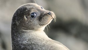 В Казахстане хотят создать три природных резервата для защиты каспийских тюленей