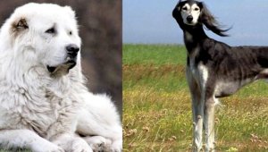 Управление делами Президента займется сохранением казахских пород собак тазы и тобет