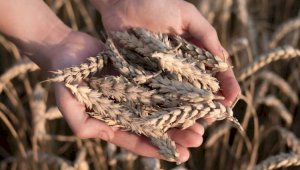 Сколько зерновых и зернобобовых успели собрать казахстанские аграрии