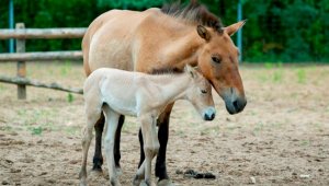 В Алматинском зоопарке родился жеребенок краснокнижной лошади