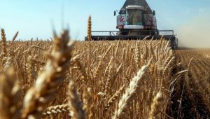В Минсельхозе РК заявили, что убрано больше половины урожая зерновых