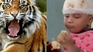 Женщина вступила в схватку с тигром, защищая сына