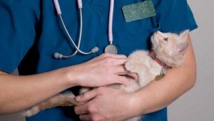 В Алматы продолжается программа по бесплатной  стерилизации и кастрации домашних животных