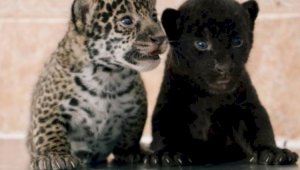 В Алматинском зоопарке показали детенышей ягуара
