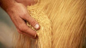 Экспортные цены на пшеницу и меслин выросли на 10% за месяц