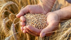 Уборка урожая: в Казахстане намолочено  уже более 17 млн тонн зерна