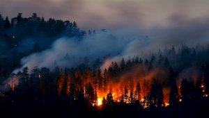 Более 5 тысяч лесных пожаров и пожарных тревог зафиксировано в РК за год