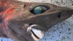 Ночной кошмар: акулу необычного вида, пойманную рыбаком, горячо обсуждают в сети