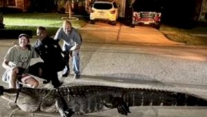 Крупный аллигатор разгуливал по дороге в Техасе