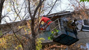 В Алматы состоялся пресс-тур по санитарной обрезке аварийных деревьев по заявкам жителей Ауэзовского района