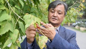 Деревья умирают стоя: роща Баума, самый обширный зеленый уголок Алматы, приходит в упадок