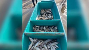 Полицейские изъяли около двух тонн незаконно добытой рыбы в Атырауской области