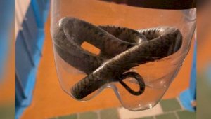 Полицейские поймали змею в ванной комнате жительницы Костаная