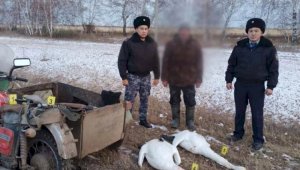В Акмолинской области задержан браконьер, застреливший пару краснокнижных лебедей