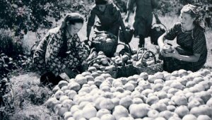 Родина яблок: в Алматы проходит выставка, посвященная яблоне Сиверса