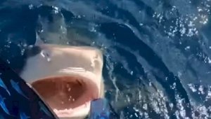 Видео с девушкой, едва не нырнувшей в пасть акуле, обсуждают в сети