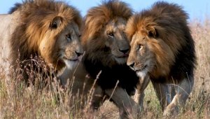 Немалый переполох устроила стая львов, сбежавших из вольера в зоопарке