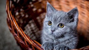 Акция для любителей кошек проходит в Алматы
