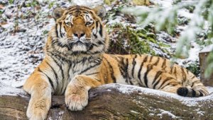 Трех амурских тигров подарит Россия Казахстану