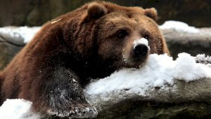 Тянь-шаньские бурые медведи уходят в зимнюю спячку