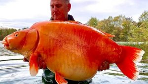 Самую крупную золотую рыбку в мире поймали во Франции