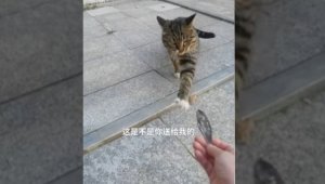 Видео с бездомной кошкой, подарившей женщине сушеную рыбу, умилило пользователей сети