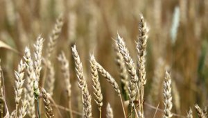 Себестоимость производства казахстанской пшеницы вырастет до 100 тысяч тенге за тонну