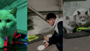 Персик, Апельсинка и Мандаринка: полицейские спасли и приютили замерзающих котят
