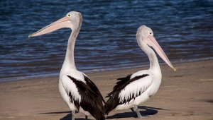 В Перу птичий грипп убил тысячу пеликанов