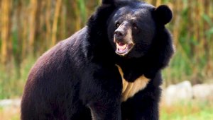 Медведь, 18 лет проживший в доме японца, убил своего хозяина
