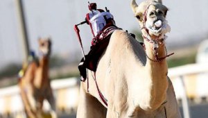 Роботы-жокеи заменили детей в гонках на верблюдах в Катаре