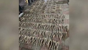 Полицейские изъяли у жителя Алматы порядка 500 сайгачих рогов