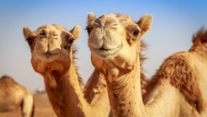 В Катаре выбрали самого красивого верблюда