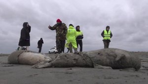 В Минприроды Дагестана озвучили версию массовой гибели тюленей на Каспии