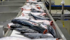 Объемы производства и экспорта рыбы в РК увеличились при помощи господдержки