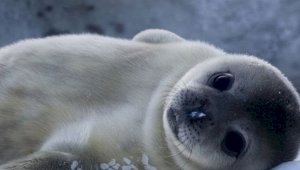 Как в Казахстане планируют сохранять популяцию каспийского тюленя