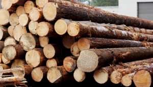 Из Казахстана запретили вывозить отдельные виды лесоматериалов