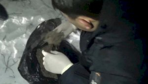Четыре килограмма марихуаны собрали в степи трое жителей Алматинской области