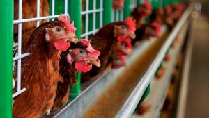 Вступил в силу техрегламент ЕАЭС «О безопасности мяса птицы и продукции его переработки»